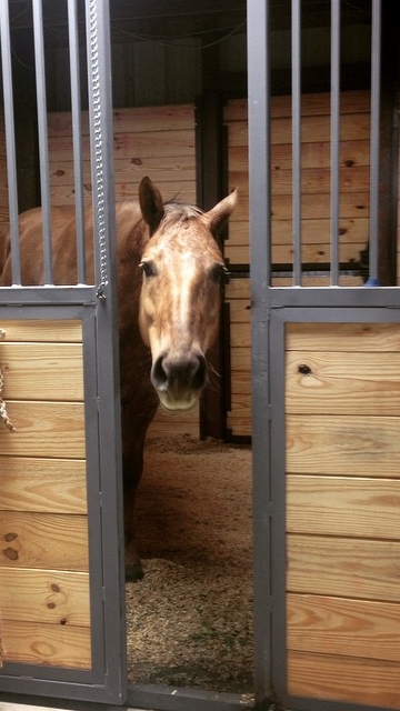 Hanky Stall Vertical