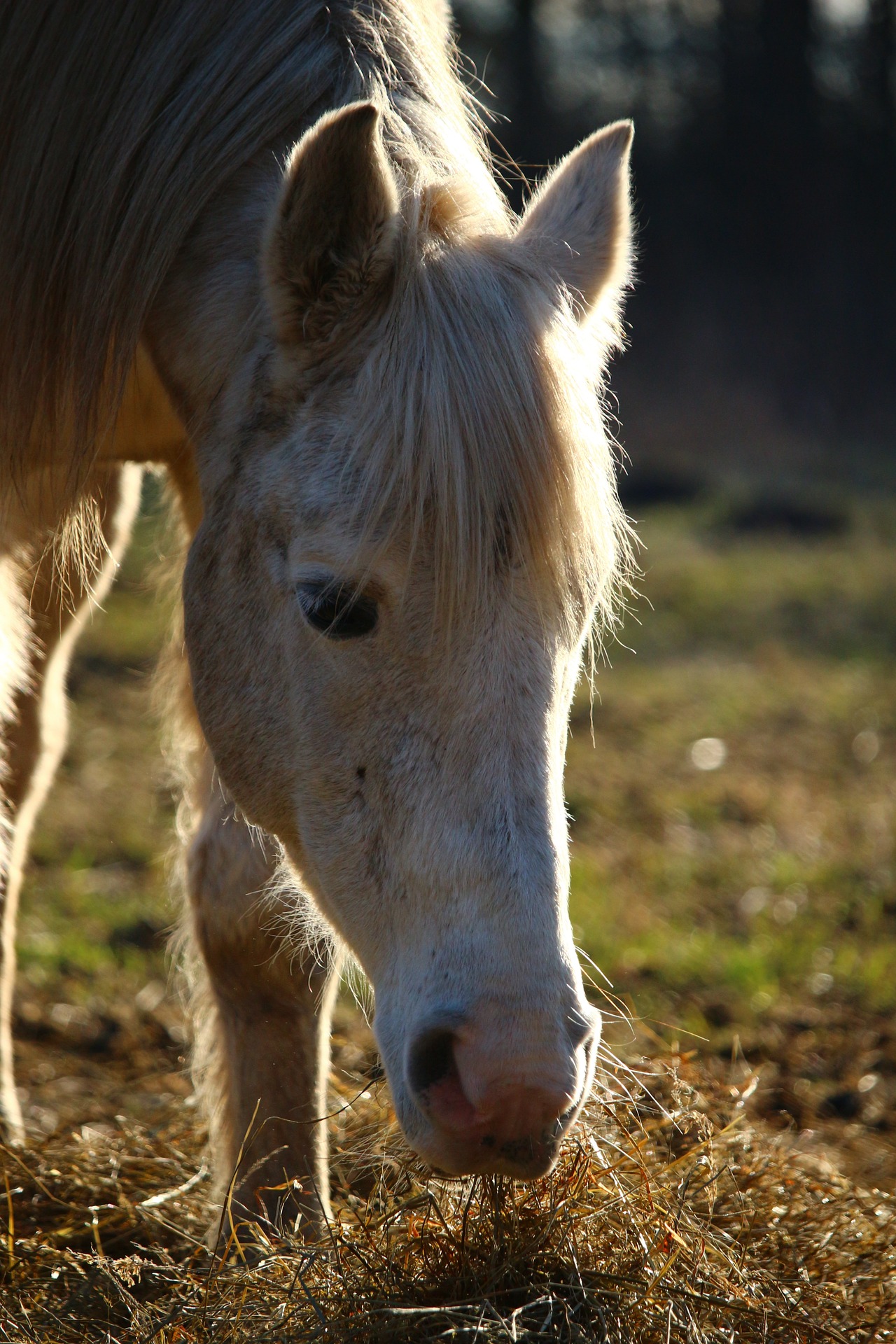 Horse eating